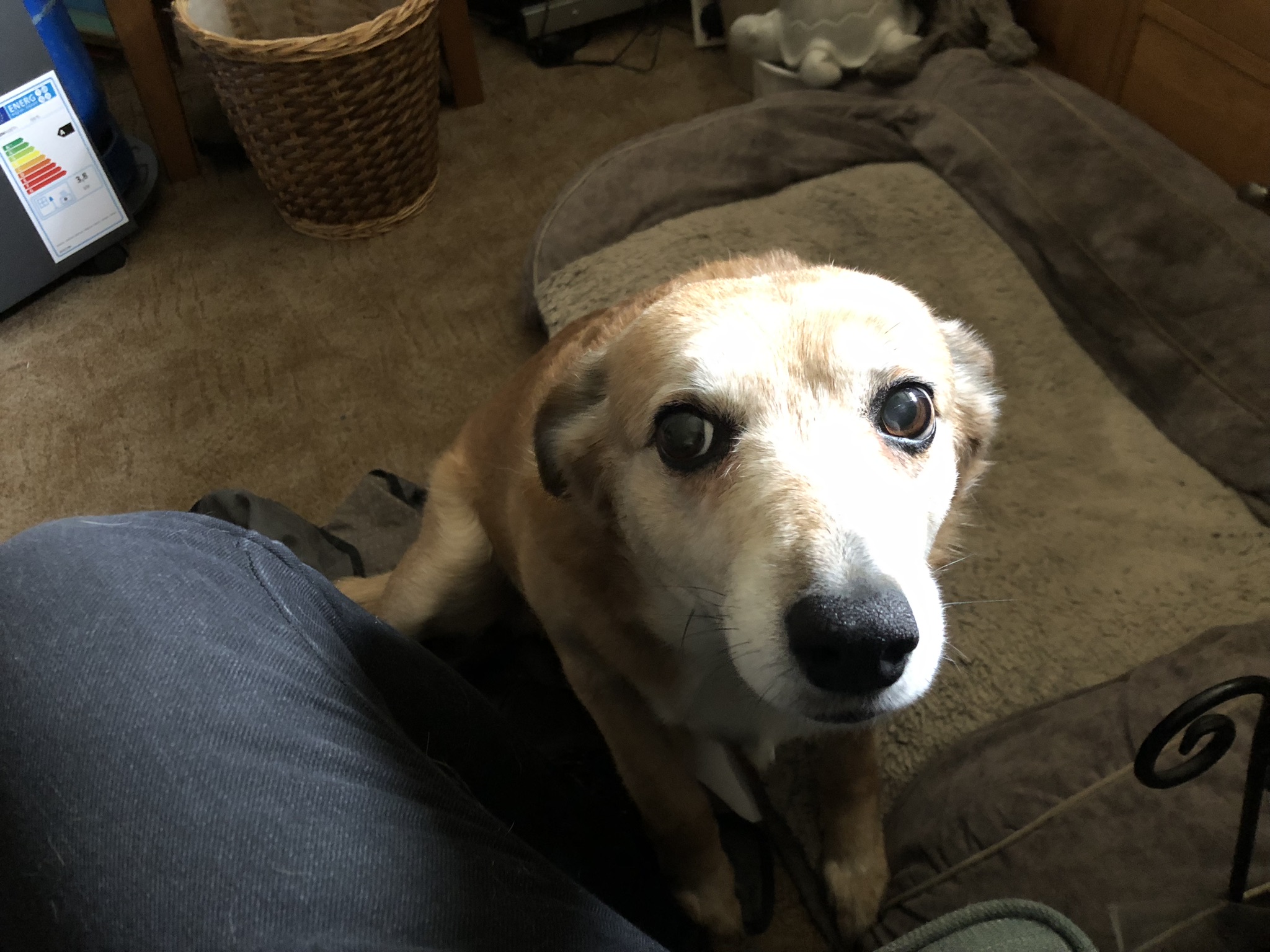 dog looking sad