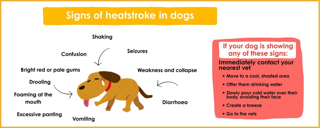 signs of heatstroke in dogs