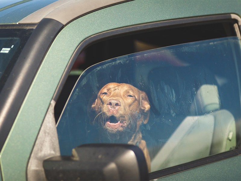 Dogs Die in Hot&nbsp;Cars
